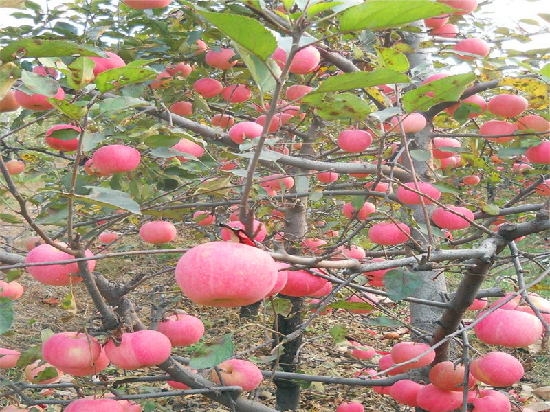 河南山农红国光苹果小苗