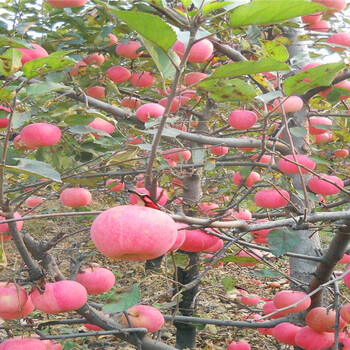 西藏乔化烟富苹果-苹果苗产地