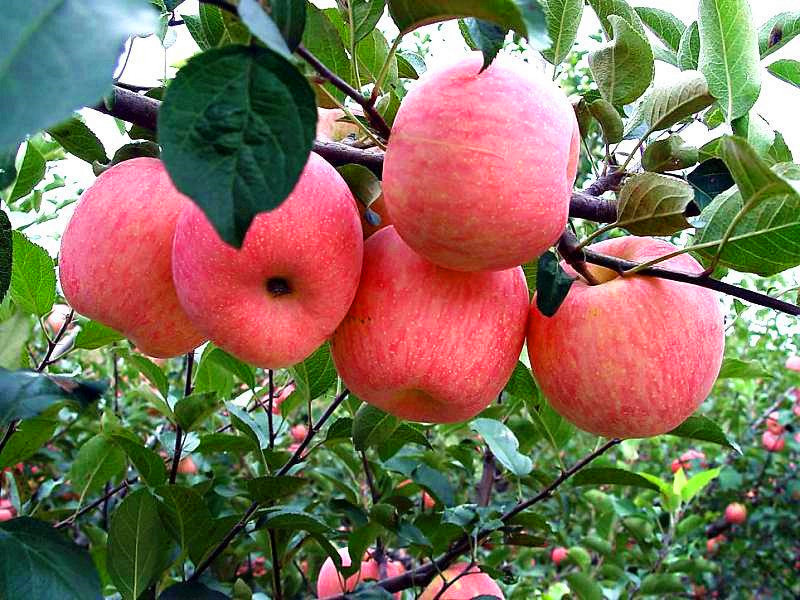 安徽红露苹果树苗亩产效益高