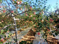江西澳洲青苹果苗-苹果苗欢迎实地考察图片1