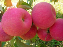 江西澳洲青苹果苗-苹果苗欢迎实地考察图片2