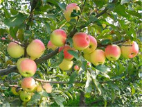 江西澳洲青苹果苗-苹果苗欢迎实地考察图片3