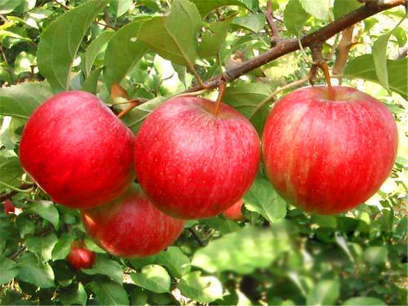 吉林神富1苹果苗高成活率