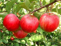 江西澳洲青苹果苗-苹果苗欢迎实地考察图片4