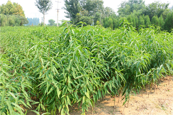 黃桃樹(shù)產(chǎn)地