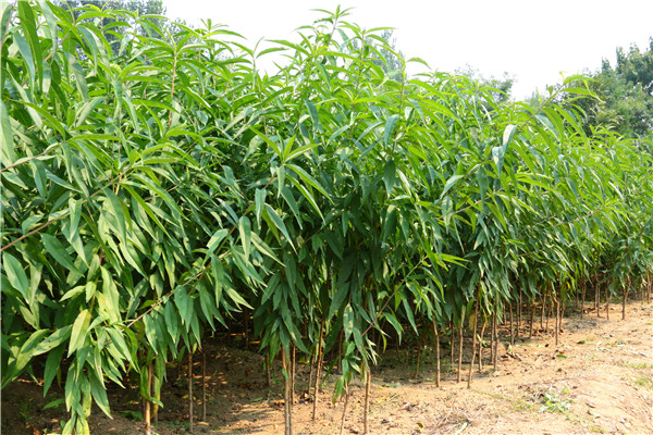 黃桃樹(shù)產(chǎn)地
