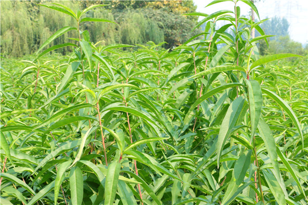 黃桃樹(shù)產(chǎn)地