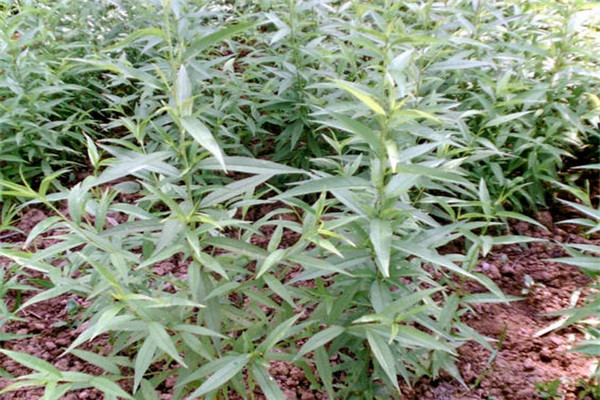 黃桃樹(shù)產(chǎn)地