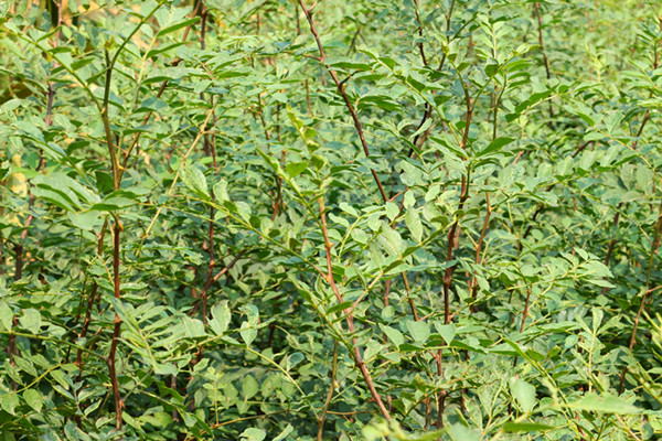 广西南宁隆安花椒树种植