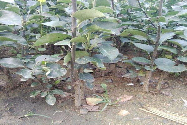 3cm粗紅色之愛(ài)蘋(píng)果苗|三年王林蘋(píng)果樹(shù)苗