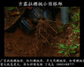 上海玛瑙红樱桃种植技术