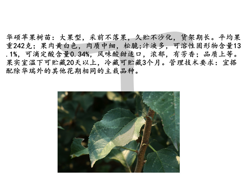 早熟苹果苗新品种√富士苹果苗基地