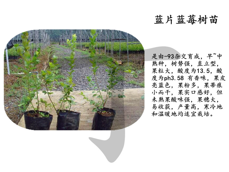 八年北藍(lán)藍(lán)莓苗管理方法