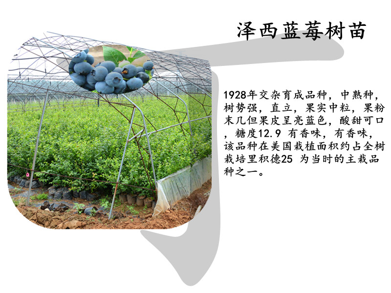 八年北藍(lán)藍(lán)莓苗管理方法