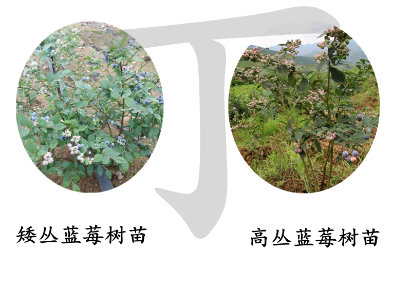 八年北藍(lán)藍(lán)莓苗管理方法