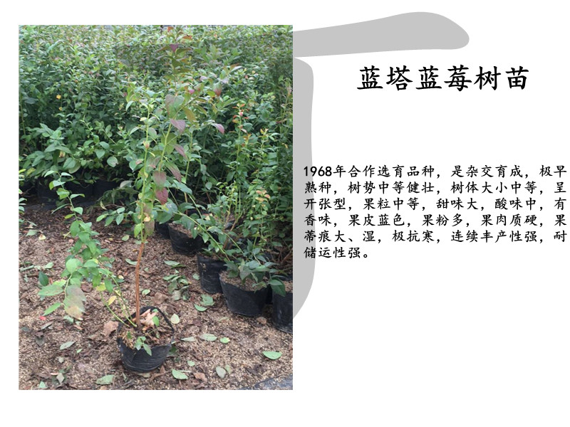 阿拉善左旗樹苗