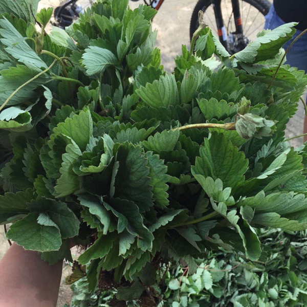 安徽阜阳太和露天草莓苗 市场