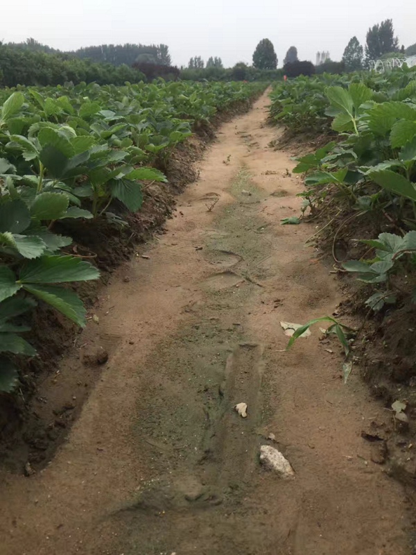 河南郑州惠济大棚草莓苗 新品种