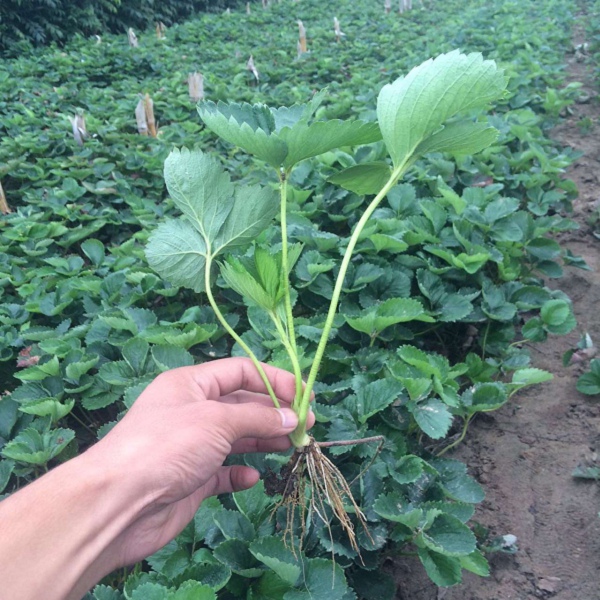 广西玉林福绵区红颜草莓苗 种植