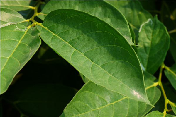 六年黑龙江茵红李子苗，茵红李子苗丰产易成活