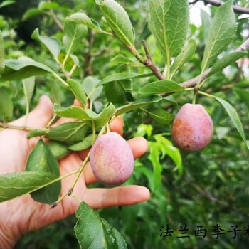 蓝蜜李子苗：上海二公分一亩地种植棵树