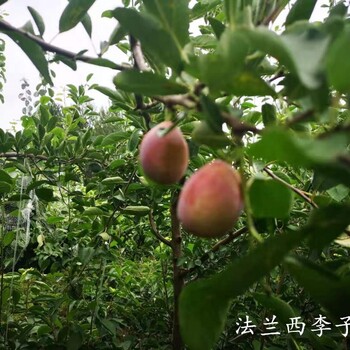 蓝蜜李子树：新疆五公分一年苗
