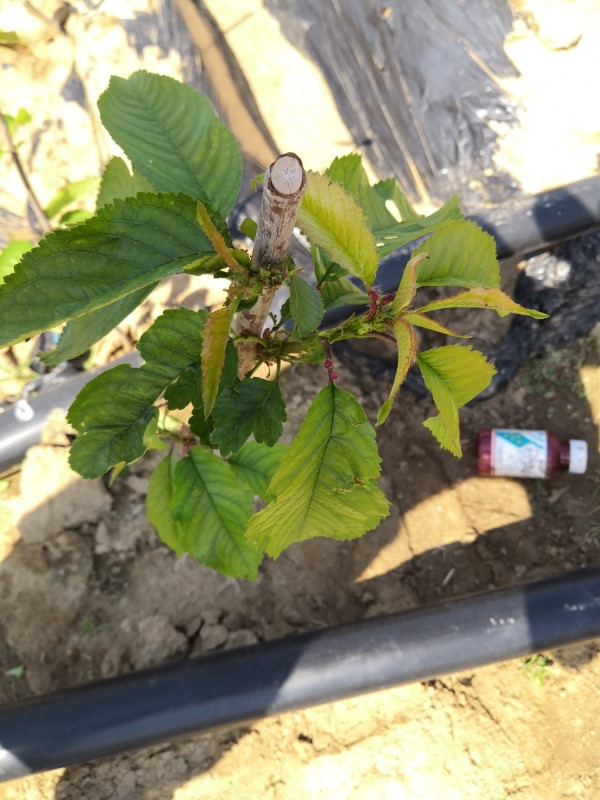 乌克兰樱桃树苗（日喀则）-红手球樱桃苗亩产