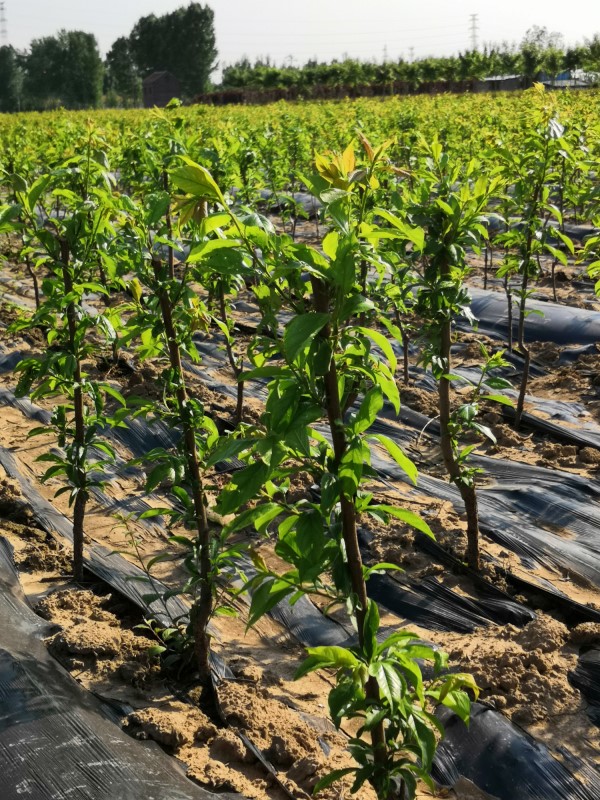 红妃樱桃树苗（枣庄）-斯帕克里樱桃苗一亩地种植棵树