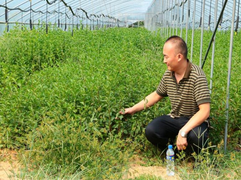 早红宝石樱桃树苗（淮安）-白玉樱桃苗基地