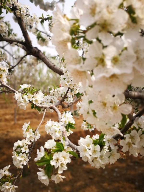 乌皮樱桃树苗（兴安）-吉塞拉6号樱桃苗图片