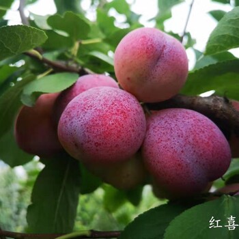 嫁接李子苗、果苗管理技術(shù)·云南大理嫁接李子苗