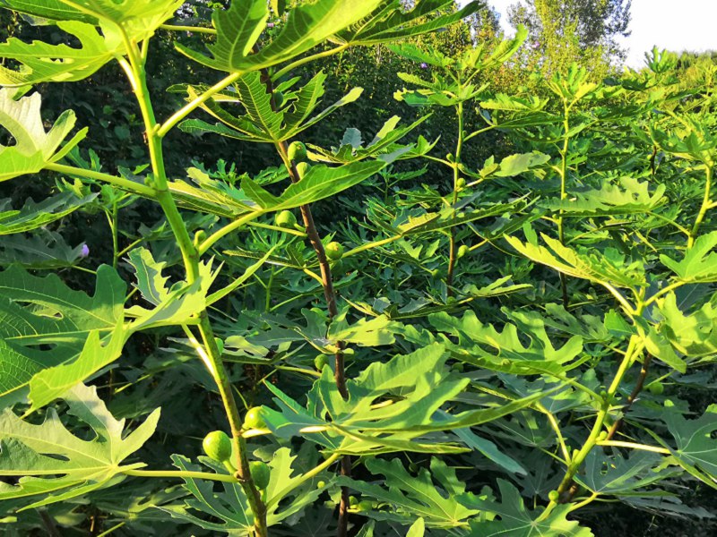 供应白蜜无花果树苗产地价格