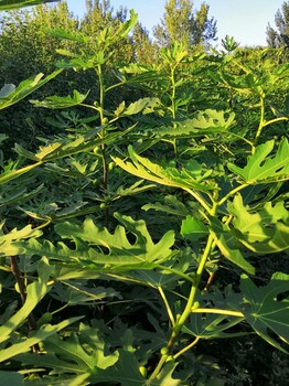 零售芭老内无花果树苗当年丰收果树苗