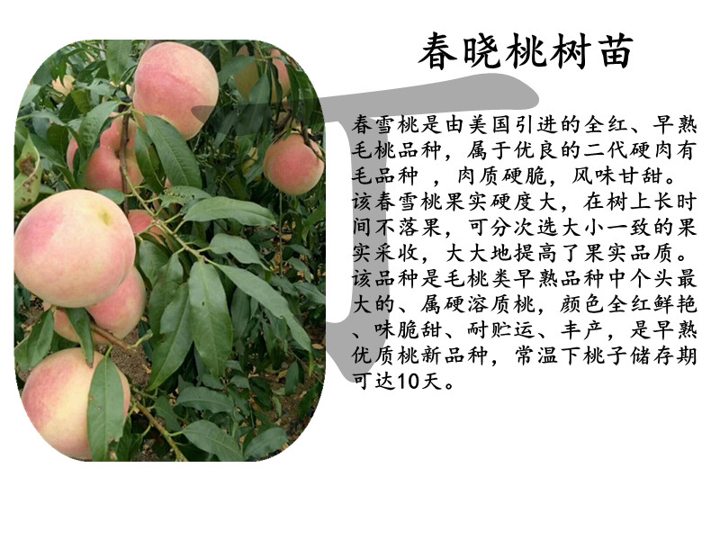 鳳翔中桃22號樹苗哪里買
