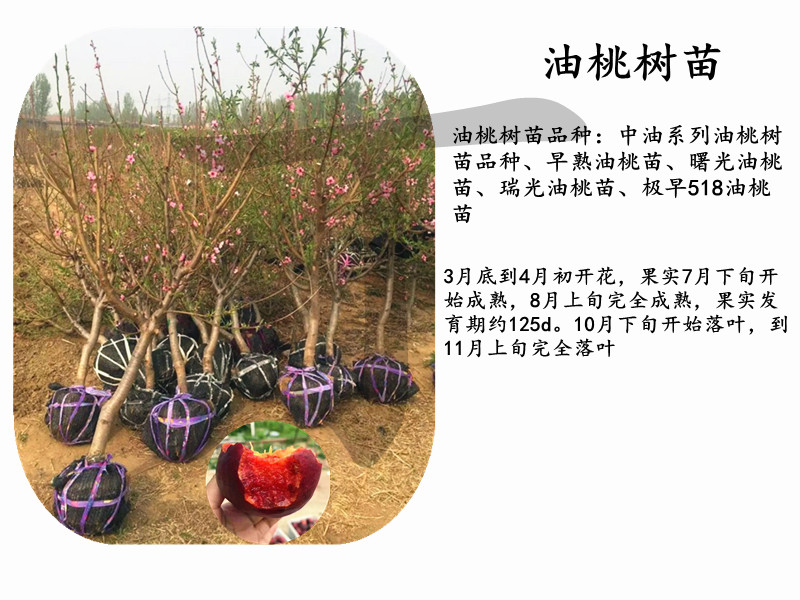 永平中桃5號樹苗銷售
