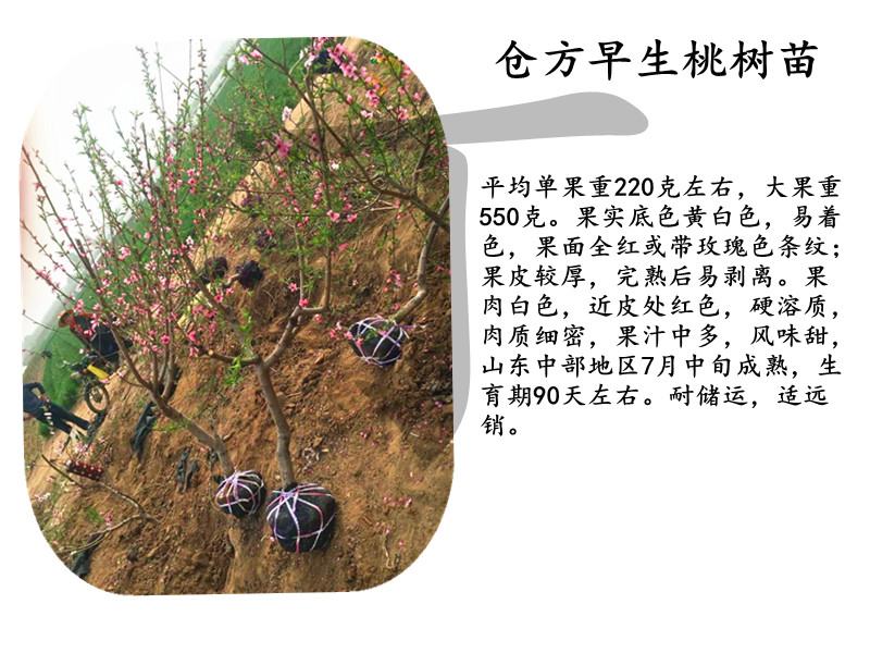 鳳翔中桃22號樹苗哪里買