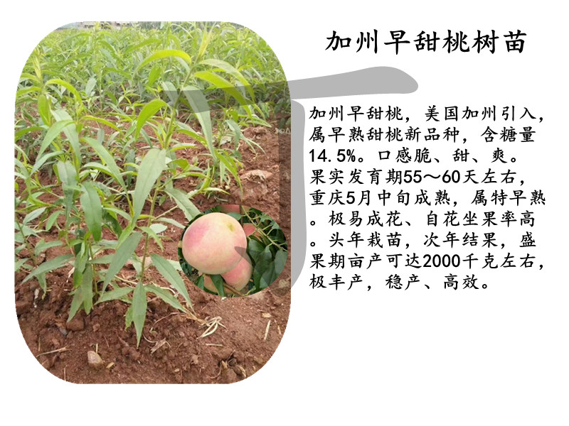 永平中桃5號樹苗銷售