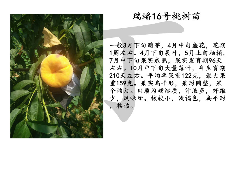 鳳翔中桃22號樹苗哪里買