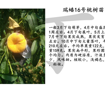 仙游中桃10號(hào)樹苗今年價(jià)格多少錢