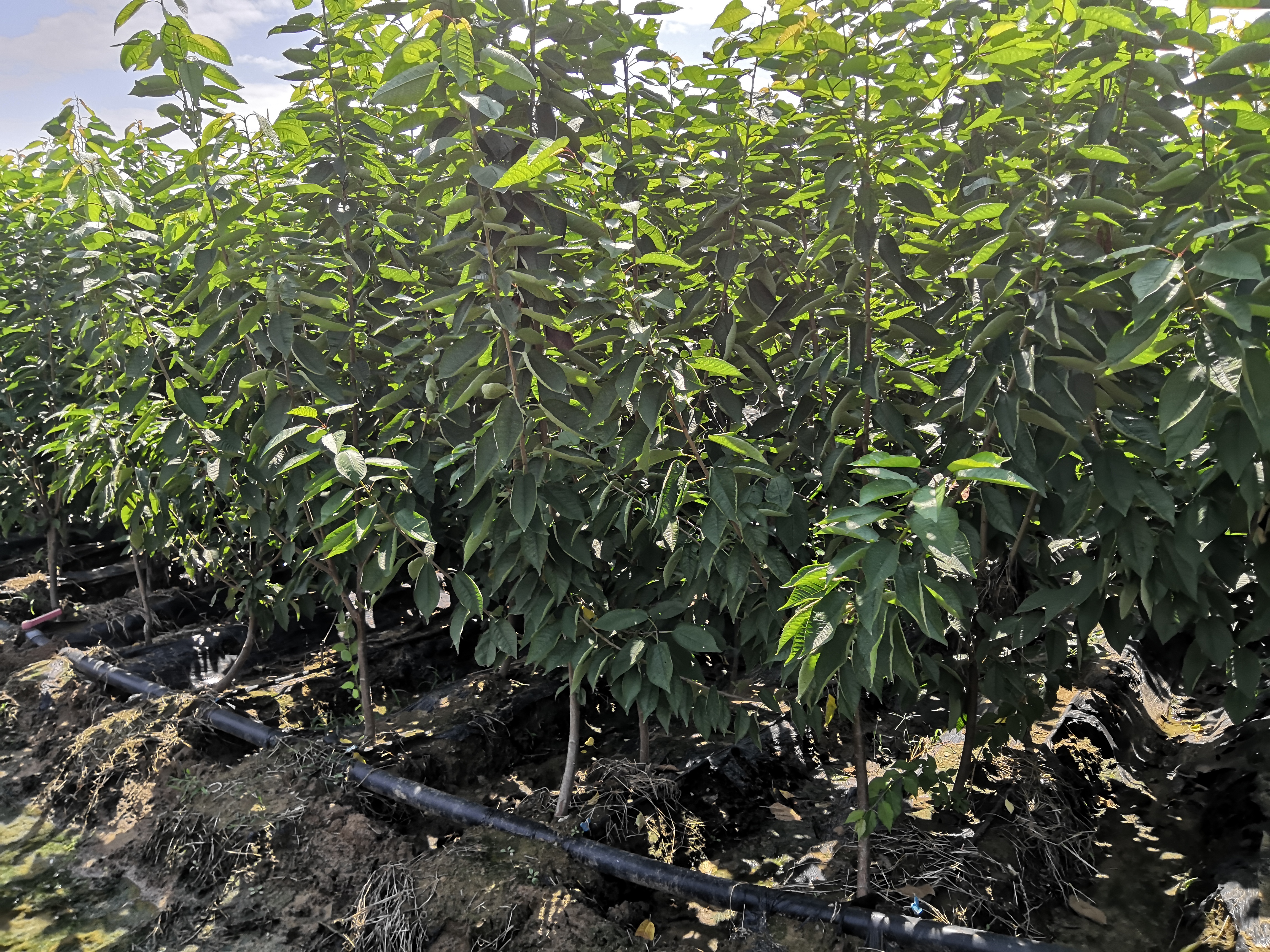 寧夏什么時(shí)候開花櫻桃樹