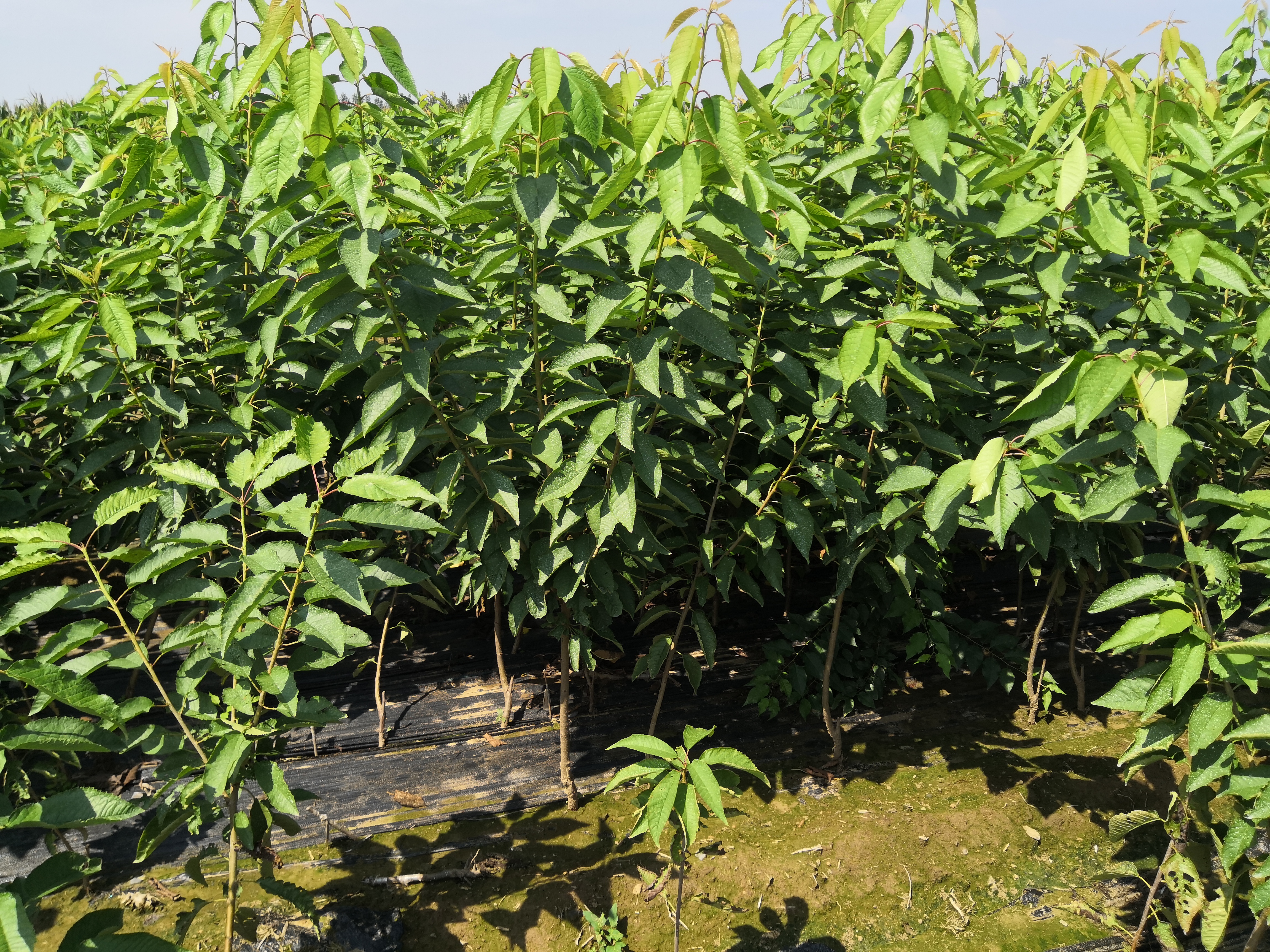 寧夏什么時(shí)候開花櫻桃樹