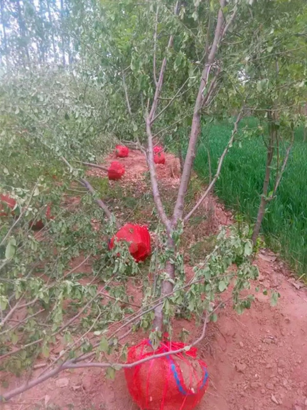 大棚种植一浙江金世纪苹果苗