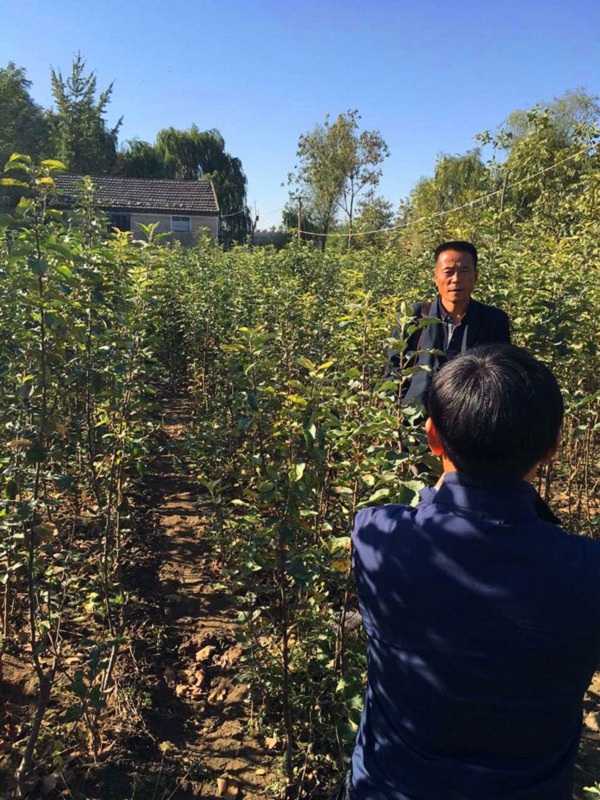 种植技术了解一甘肃早生富士苹果苗