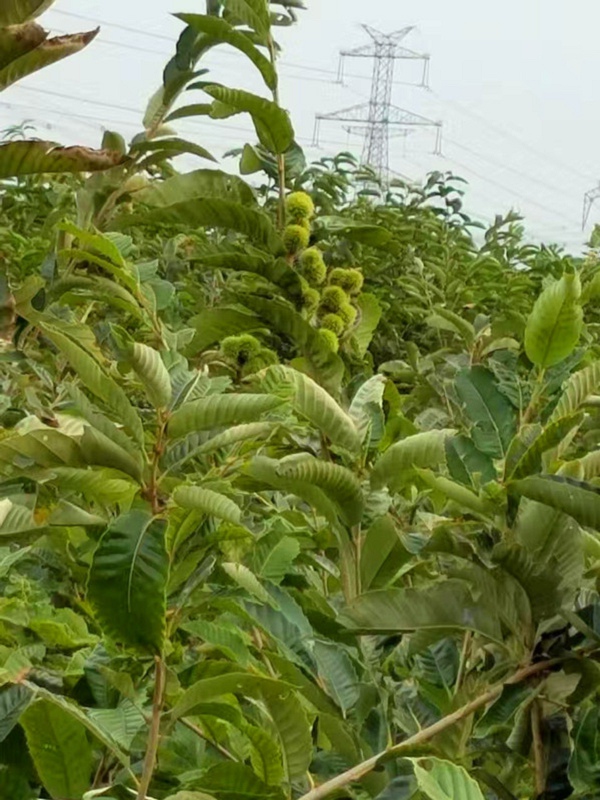 批发湖北农大一号板栗苗哪里好