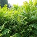  Toona sinensis in Ningxia