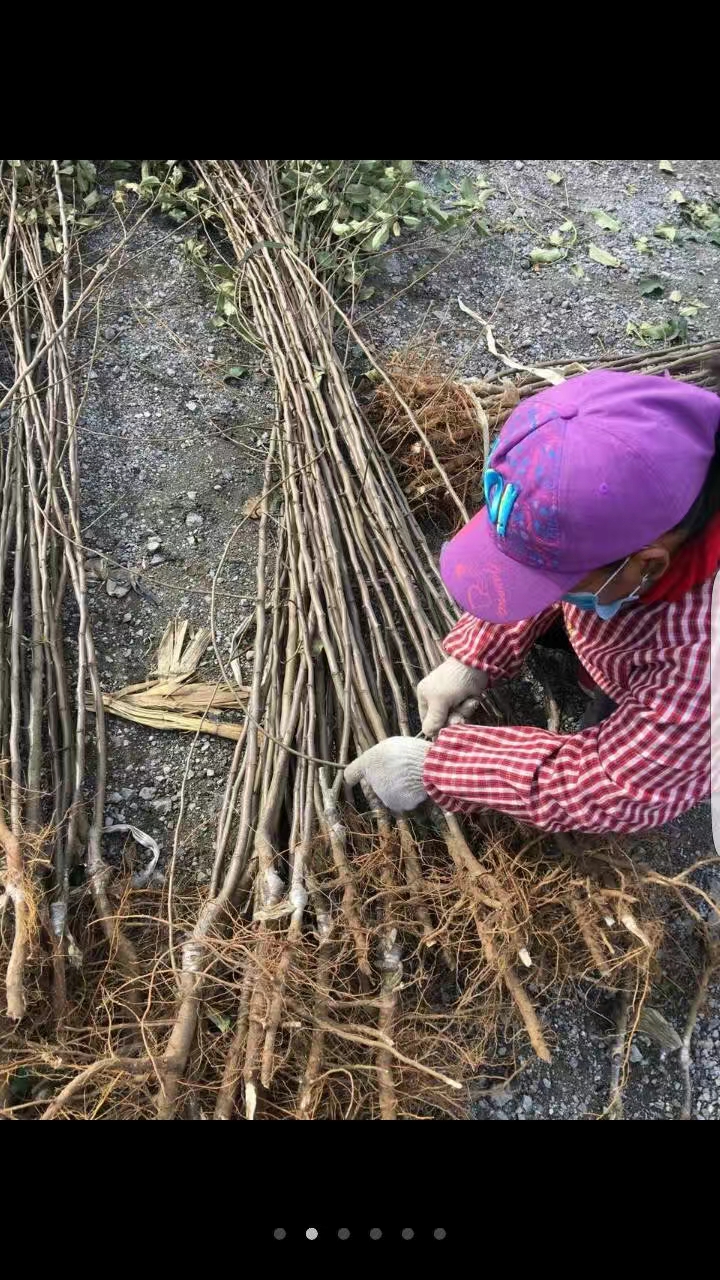 出售李子树_李子树今年品种