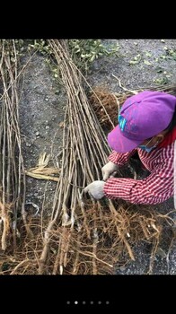 新品种李子树_西梅系列李子树秋季管理技术