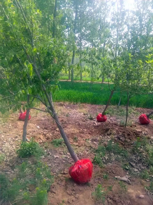 嫁接苹果树_泰山早霞苹果苗花果