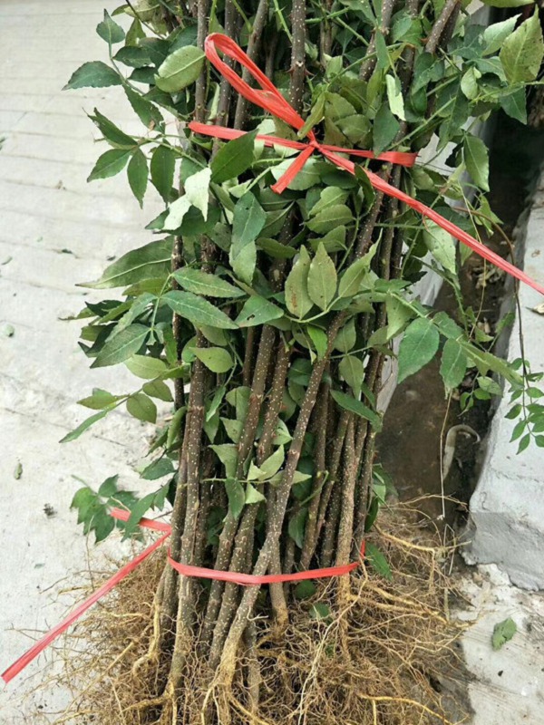 大红袍花椒树 丰产易成活