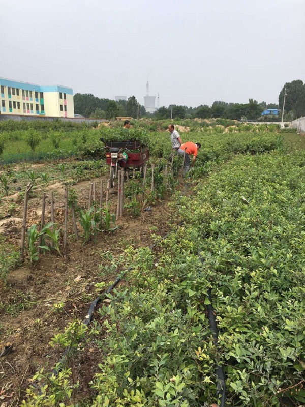 河南高丛蓝莓树丶高丛蓝莓树行情